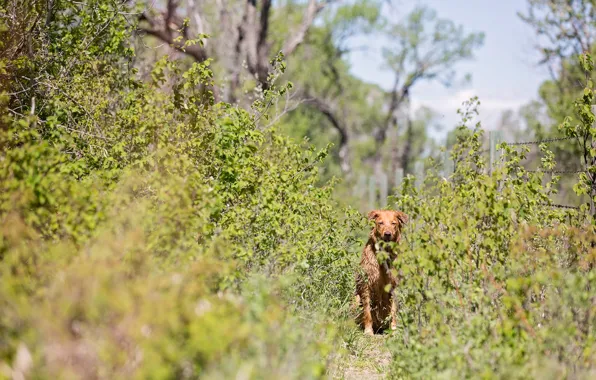 Картинка тропа, кустарник, рыжая собака