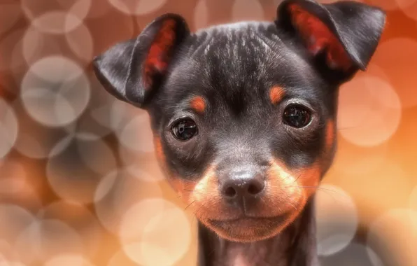 Взгляд, блики, друг, ушки