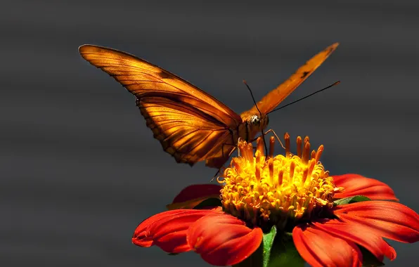 Картинка цветок, яркость, бабочька