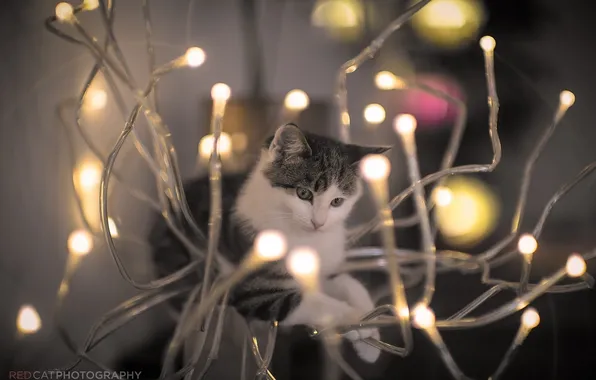 Кошка, кот, свет, мордочка, лампочки