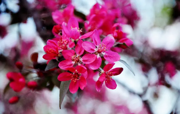 Картинка цветы, настроение, весна, красиво, розовые, Украина, Киев
