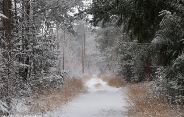 Зима, дорога, лес, снег, Dewollewei