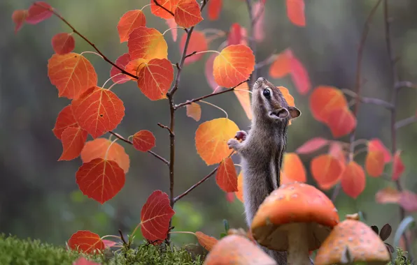 Картинка осень, листья, ветки, природа, животное, грибы, мох, мухоморы