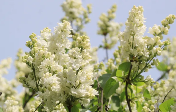 White, flower, spring, lilac, twig