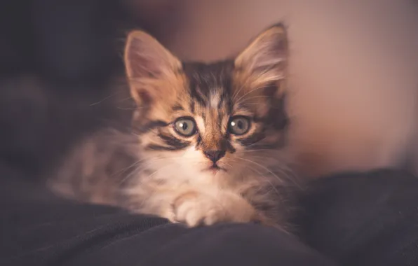 Кошка, взгляд, котенок, серый, фон, портрет, обработка, мордочка