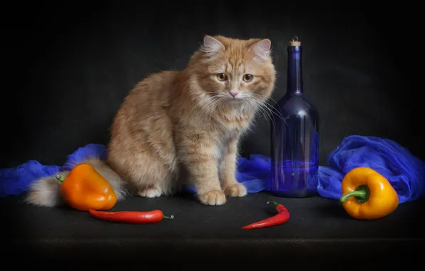 Кошка, взгляд, желтый, красный, поза, темный фон, котенок, стол