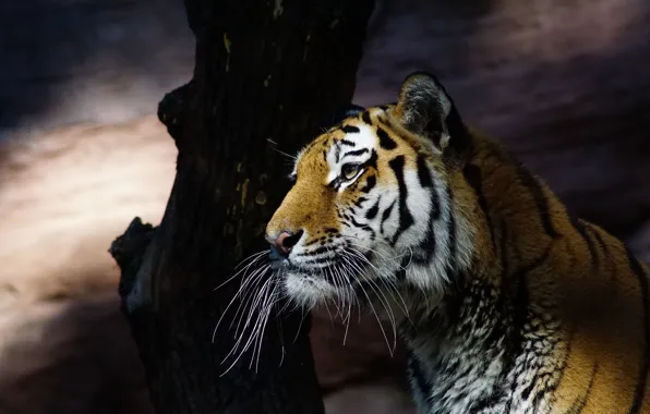 Картинка кошка, взгляд, морда, свет, природа, тигр, темный фон, дерево