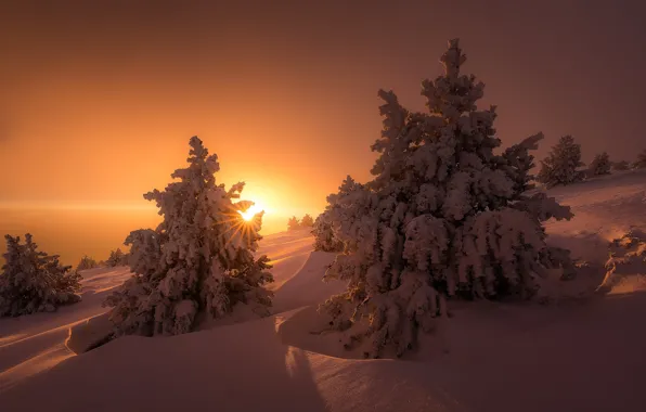 Картинка зима, солнце, свет, снег, деревья, природа, ели