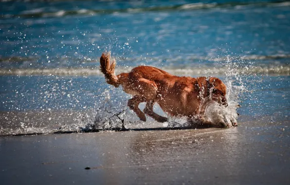Песок, море, вода, собака, играет