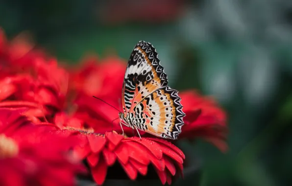 Картинка цветок, яркий, природа, бабочка, крылья, размытость