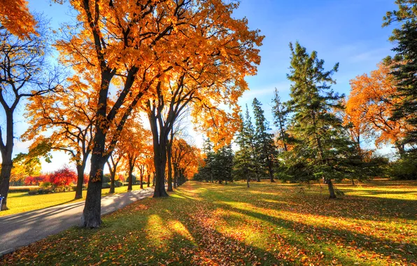 Картинка осень, небо, деревья, парк, вечер