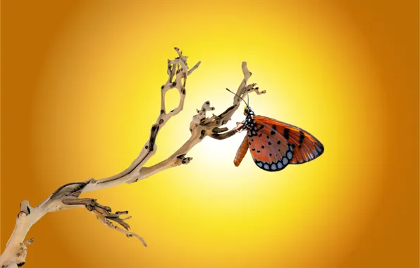 Sunset, butterfly, insect