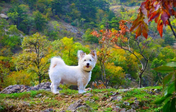 Природа, Собачка, Nature, Dog, Вест-хайленд-уайт-терьер