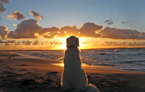 Картинка Закат, Море, Пляж, Собака, Dog