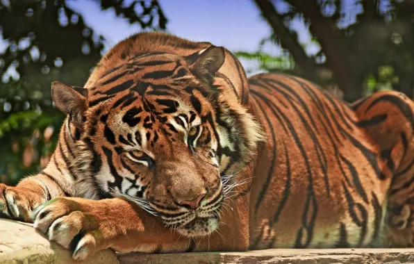 Картинка взгляд, тигр, хищник, дикая кошка