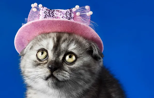 Картинка кошка, взгляд, фон, шляпка