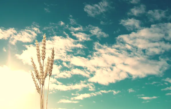 Картинка небо, природа, колосья, clouds, wheat, sunlight