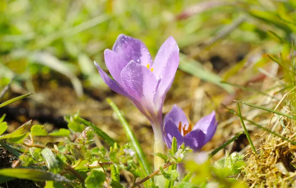 Flower, spring, crocus