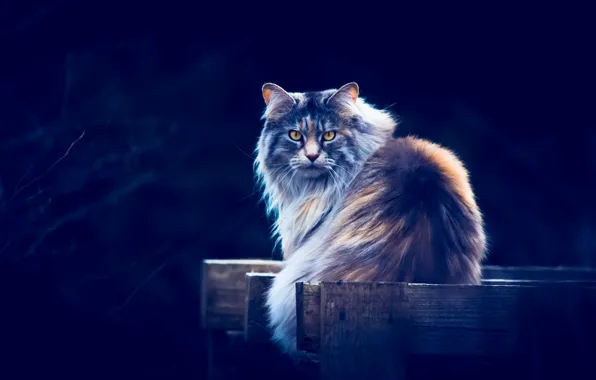 Кошка, взгляд, фон