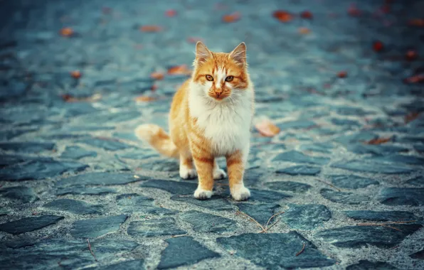 Осень, кошка, кот, взгляд, поза, котенок, плитка, рыжий