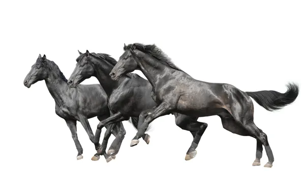 Картинка кони, лошади, белый фон