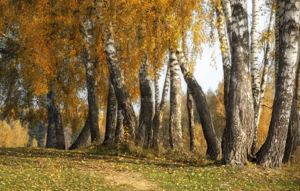 Осень, лес, березы, золотая осень, желтая листва, березовая роща