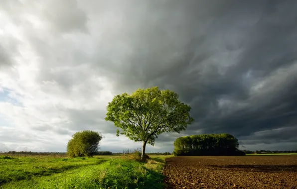 Картинка поле, небо, трава, облака, тучи, дерево