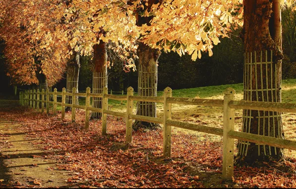 Картинка осень, парк, листва, дорожка, trees, park, Autumn, leaves