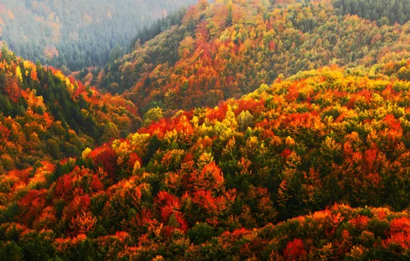 Горы, Осень, Деревья, Лес, Autumn, Forest, Czech Republic, Чешская Республика