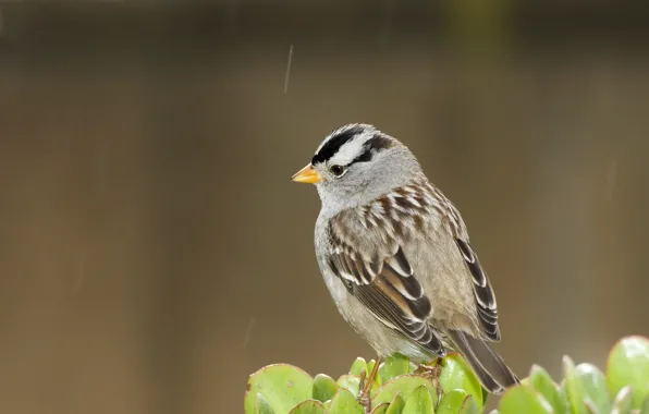 Nature, bird, animal