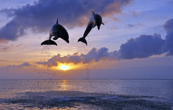Картинка море, солнце, прыжок, дельфины