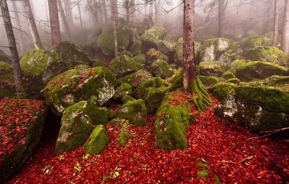 Картинка осень, лес, природа, туман, камни