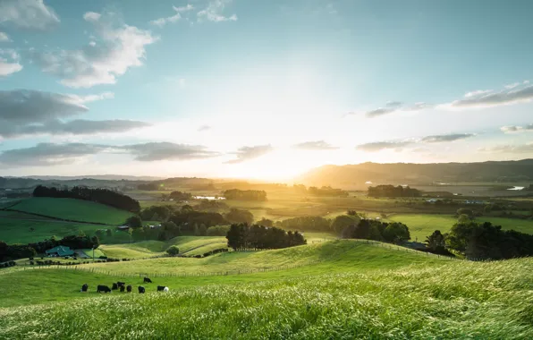 Лето, небо, свет, поля, коровы, Новая Зеландия