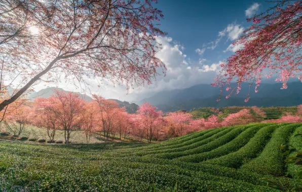 Деревья, сакура, Вьетнам, Vietnam, чайная плантация, Шапа, SaPa