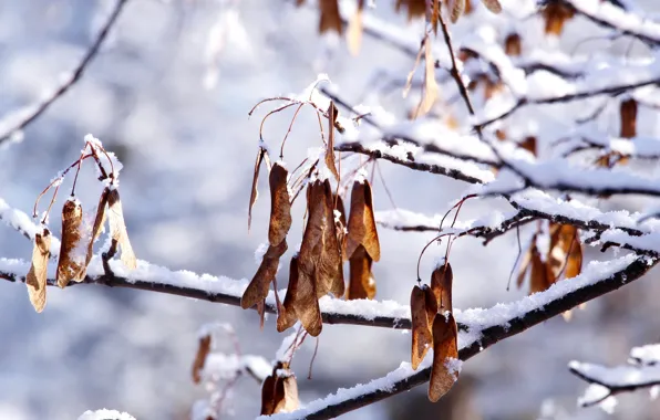 White, park, winter, snow, cold, twig