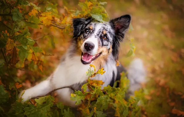 Картинка осень, взгляд, морда, поза, листва, собака, аусси