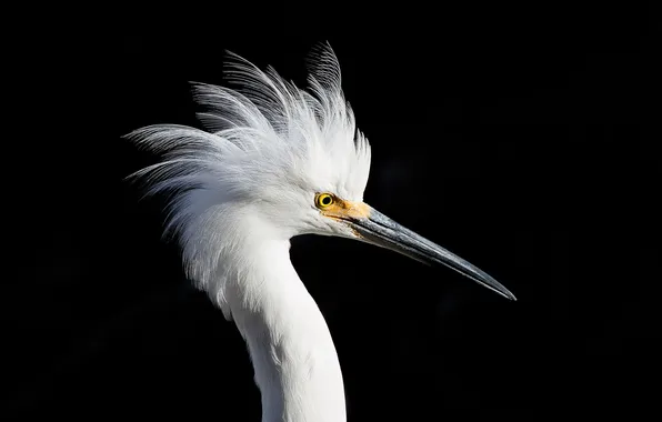 Картинка фон, птица, Snowy Egret