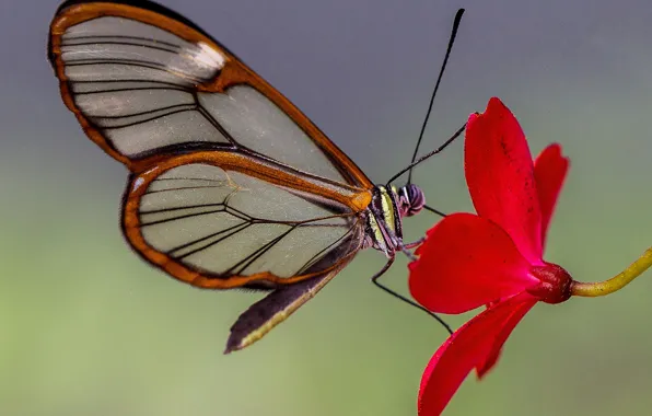 Картинка цветок, природа, лепестки, мотылек, Грета Ото, стеклянная бабочка