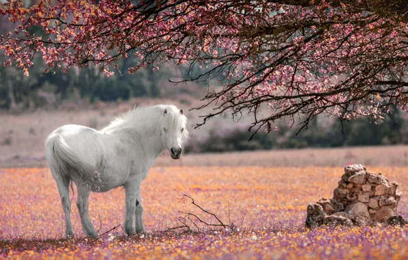 Картинка цветы, ветки, дерево, лошадь, белая, цветение
