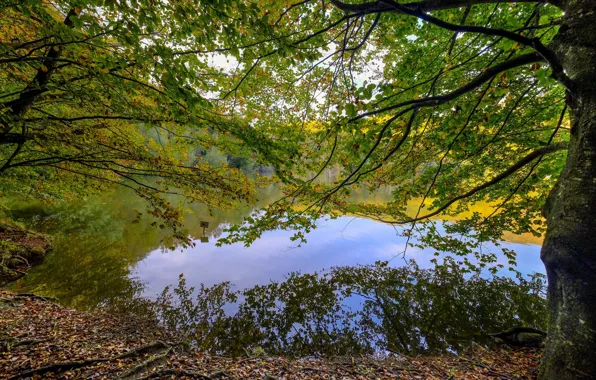 Картинка деревья, озеро, парк