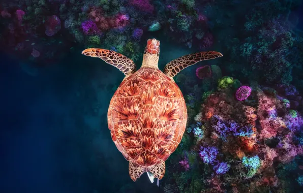 Под водой, underwater, коралловый риф, зелёная черепаха, Майотта, Coral reef at N'Gouja
