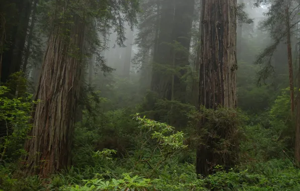 Лес, деревья, природа, туман, Калифорния, США, Prairie Creek Redwoods State Park