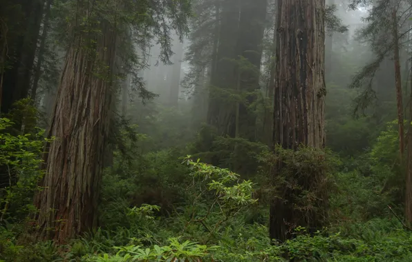 Картинка лес, деревья, природа, туман, Калифорния, США, Prairie Creek Redwoods State Park