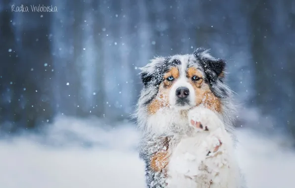 Снег, собака, австралийская овчарка