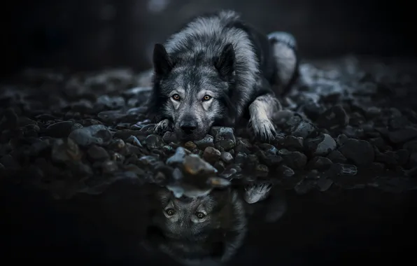Взгляд, морда, поза, галька, озеро, отражение, темный фон, камни