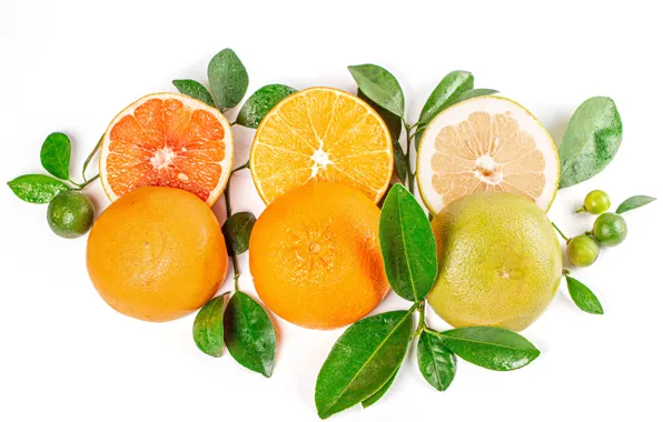 Картинка фото, Ветки, Апельсин, Еда, Грейпфрут, Лимоны, Цитрусовые