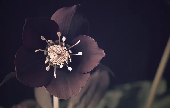 Картинка цветок, природа, Helleborus