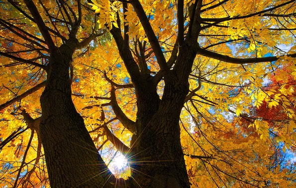 Картинка осень, небо, листья, солнце, лучи, дерево