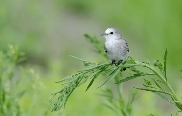 Трава, фон, птица