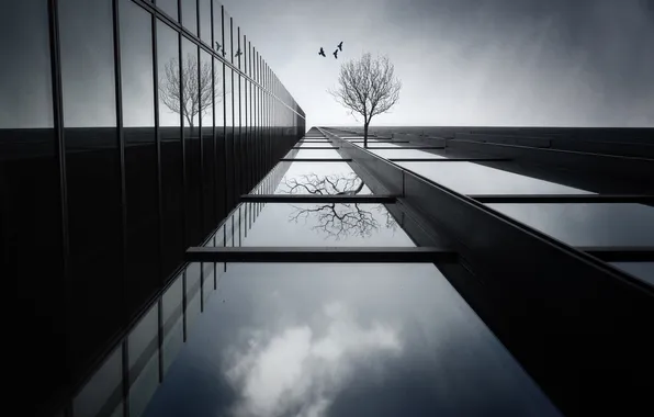 Птицы, отражение, дерево, здание